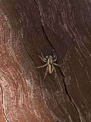 Menemerus bivittatus