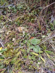 Geum cockaynei