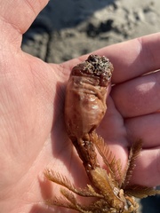 Styela montereyensis