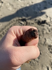 Styela montereyensis