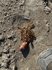 Styela montereyensis