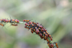 Oncopeltus guttaloides