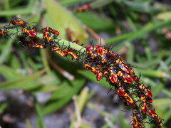 Oncopeltus guttaloides