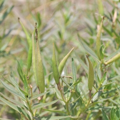 Asclepias mellodora