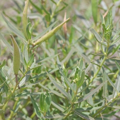 Asclepias mellodora