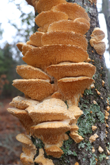 Irpiciporus