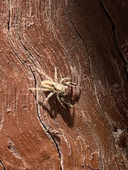 Menemerus bivittatus