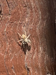 Menemerus bivittatus