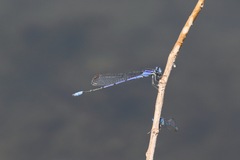 Enallagma semicirculare