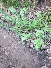 Eriophyllum confertiflorum
