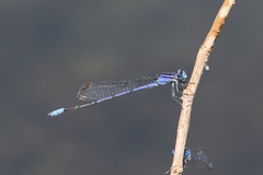 Enallagma semicirculare