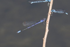 Enallagma semicirculare