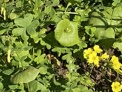 Claytonia perfoliata