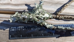 Parmotrema hypoleucinum