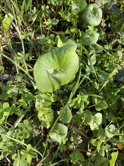 Claytonia perfoliata