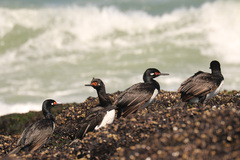 Leucocarbo magellanicus