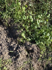 Claytonia perfoliata