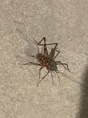Tachycines asynamorus
