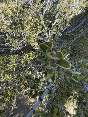 Ceanothus perplexans