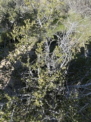 Ceanothus perplexans