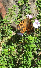 Heteronympha banksii