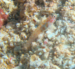 Eviota pictifacies