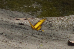 Heraclides thoas cinyras