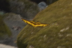 Heraclides thoas cinyras