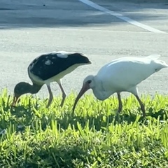 Eudocimus albus