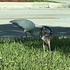 Eudocimus albus
