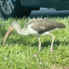 Eudocimus albus