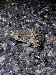 Lithobates areolatus