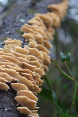 Cerrena zonata