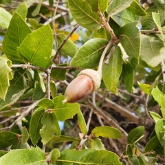 Quercus brandegeei