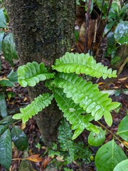 Arthropteris palisotii