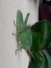 Xyleus