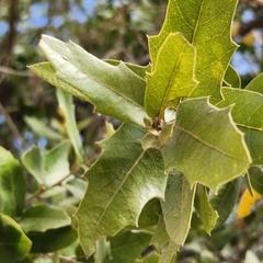 Quercus brandegeei