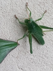 Xyleus