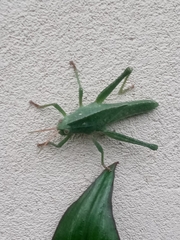 Xyleus