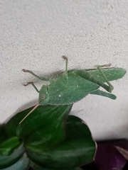 Xyleus