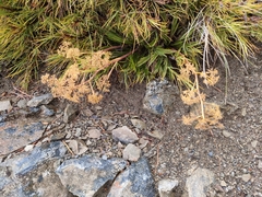Aciphylla monroi