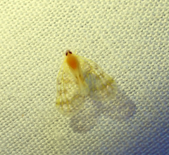 Saccharodite chrysonoe