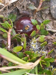 Coprosma atropurpurea