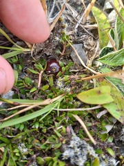 Coprosma atropurpurea
