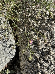 Fagonia laevis