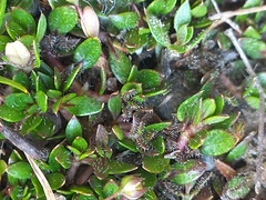 Coprosma atropurpurea