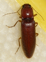 Hemicrepidius melanophthalmus