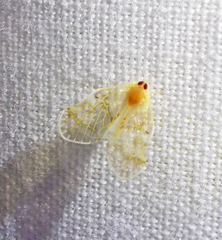 Saccharodite chrysonoe