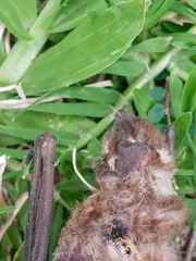 Chiroptera