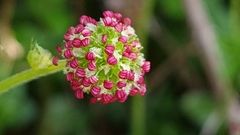 Acaena anserinifolia